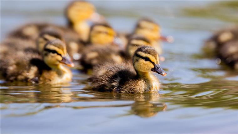 Mehrere Enten wie diese mussten von der Feuerwehr aus einem Güllesilo gerettet werden. (Symbolfoto)