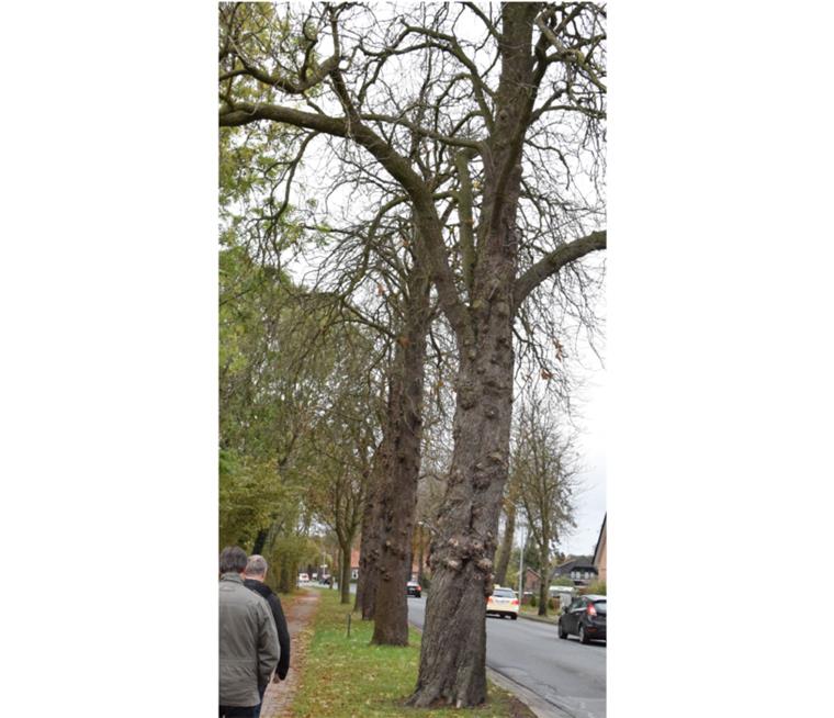 Mehrere Kastanien an der B 71 in Selsingen werden im Winter gefällt, da viele von ihnen als nicht mehr standsicher gelten. 