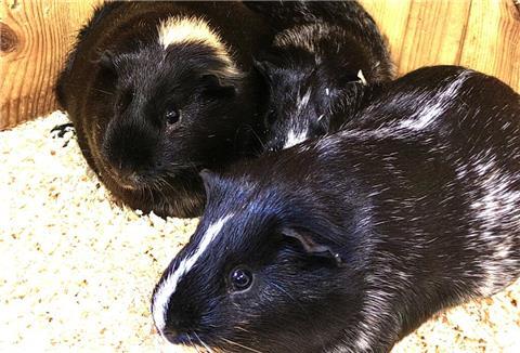 Mehrere Meerschweinchen-Böckchen wünschen sich ein geselliges Zuhause.