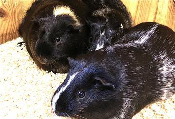 Mehrere Meerschweinchen-Böckchen wünschen sich ein geselliges Zuhause.