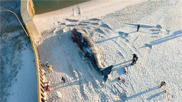 Sylt-Wal: Experten wollen Kadaver untersuchen Mehrere Stunden waren Experten am Dienstag damit beschäftigt, den Pottwal-Kadaver auf Sylt zu zerteilen.