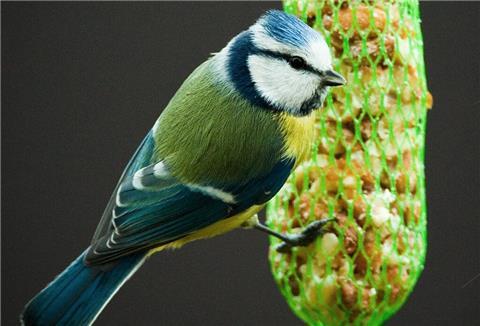 Meisen können mit den bekannten Meisenknödeln oder Meisenringen gefüttert werden.