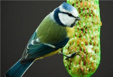 Meisen können mit den bekannten Meisenknödeln oder Meisenringen gefüttert werden.