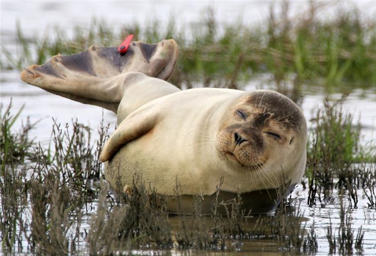 Meistens robben die Tiere vor dem Wasser weg und die Sandbank hinauf - manchmal sind sie dafür einfach zu müde.