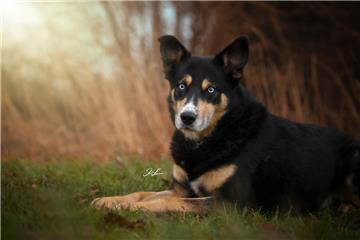 "Menno" gehört zu den Hunden im Tierasyl "Heimatlos", die eine schwierige Vergangenheit haben. 