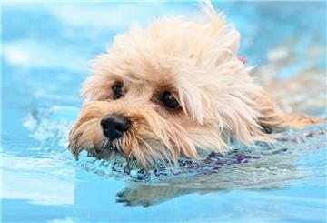 Ein hellfarbiger Hund schwimmt in einem Pool.