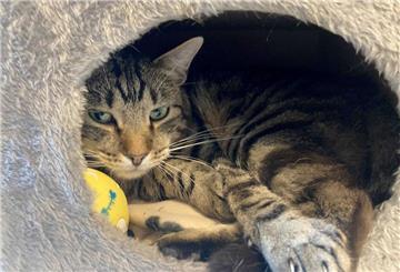 Neustrelitz: Tigerkater Ben hat im privaten Tierheim «Katzenparadies» in Neustrelitz ein Zuhause gefunden.