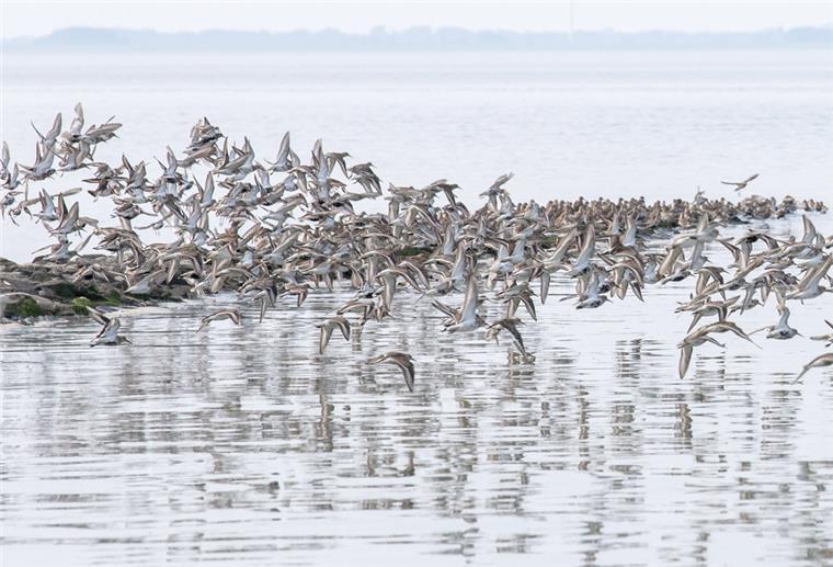 Sandregenpfeifer, Alpenstrandläufer und andere Zugvögel fliegen über das Wattenmeer der Nordseebucht Jadebusen. 
