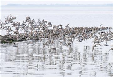 Sandregenpfeifer, Alpenstrandläufer und andere Zugvögel fliegen über das Wattenmeer der Nordseebucht Jadebusen. 
