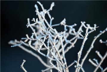 Eiskristalle haften an den Pflanzen.