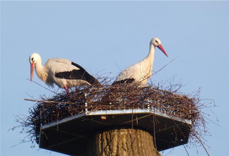 Erstmals seit vielen Jahren wieder Störche in Schweewearden Mit dem Frühling sind die Störche in Schweewarden angekommen.