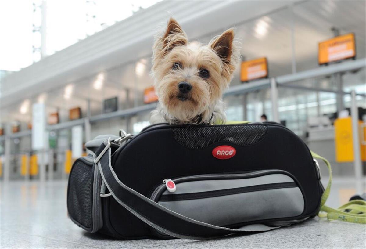 Urlaub mit Vierbeiner: Haustiere im Flugzeug sorgen für Diskussionen Ein kleiner Hund sitzt in einer Tasche.