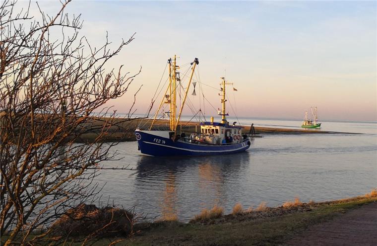 Mit der "Heimat" wächst die Kutterflotte in Fedderwardersiel Mit dem Kutter "Heimat" von Lennart Wefer wächst die Flotte der Krabbenkutter in Fedderwardersiel von fünf auch sechs.