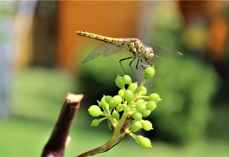 Stableuchten zum Schutz der Insekten Mit dem Schutz von Insekten beschäftigte sich die Gemeinde Stadland während einer Ausschusssitzung.