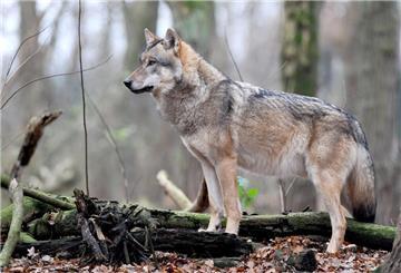 ARCHIV - Ein europäischer Grauwolf. 