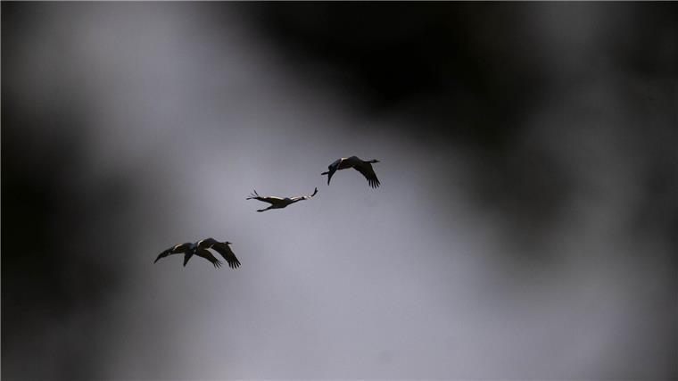 Mit dem Vogelzug breitet sich auch die Vogelgrippe verstärkt aus – in diesem Jahr sind besonders viele Kraniche betroffen. (Archivbild)