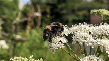 Mit den ersten warmen Sonnenstrahlen des Jahres gibt es wieder ein emsiges Summen in Gärten und Parks: Die ersten Hummelköniginnen sind aus ihrem Winterschlaf erwacht.