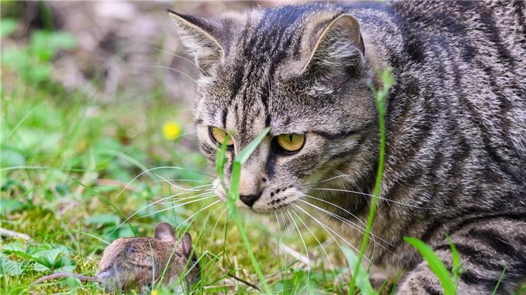 Mit der Aktion soll verhindert werden, dass sich Straßenkatzen immer weiter vermehren. (Archivbild)