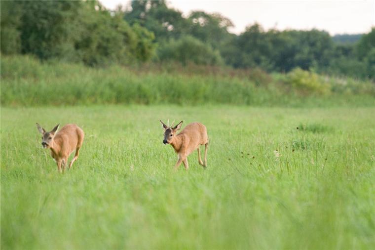 Mit der Paarungszeit der Rehe kreuzen diese vermehrt Straßen. Deshalb ist besondere Vorsicht gefragt.