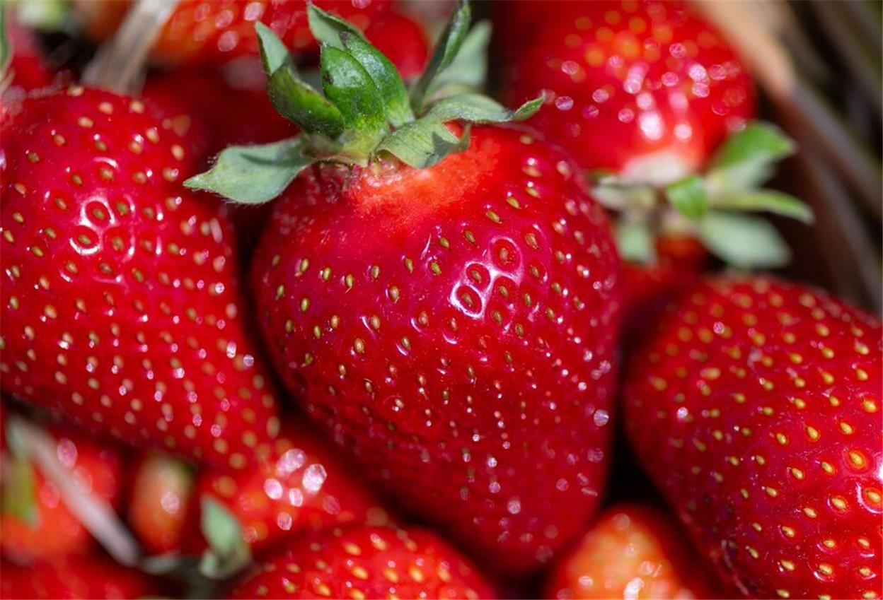 Gepflückte Erdbeeren liegen auf dem Feld des Erdbeererzeugers.