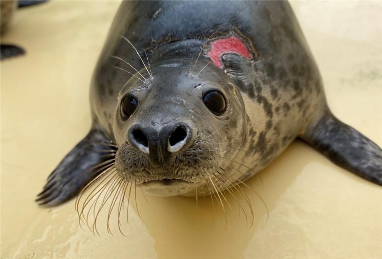 Mit einer großen Wunde im Nacken erreicht die Kegelrobbe Mucki die Seehundstation Norddeich. Hier ist die Wunde bereits teilweise abgeheilt.