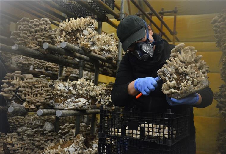 Pilze in Bremerhaven züchten: Traum oder Zukunft? Mit einer Hand halten, mit der anderen schneiden. Die Pilzernte verlangt neben Geschick auch Kraft. Pro Stunde schneidet eine erfahrene Mitarbeiterin etwa 15 Kilogramm Pilze.