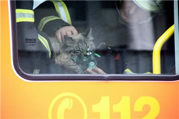 Mit einer Sauerstoffmaske haben Feuerwehrmänner eine gerettete Katze in Hamburg beatmet.