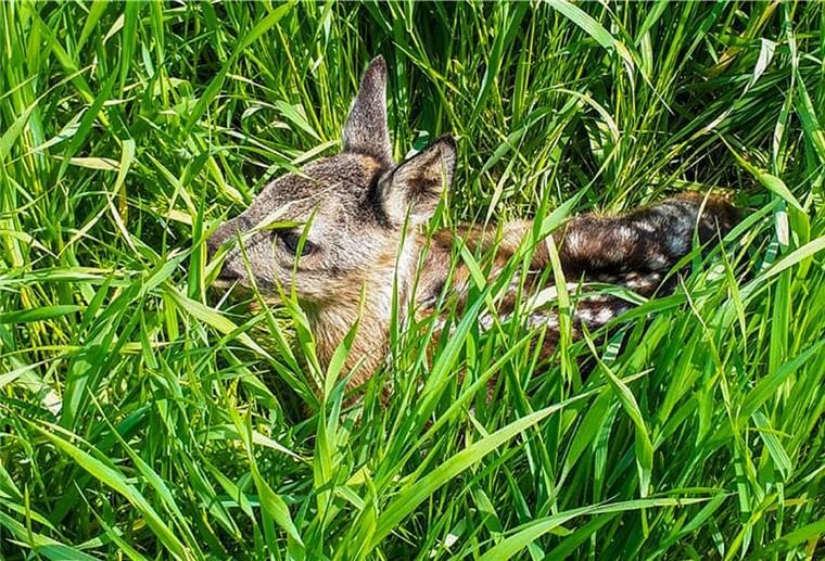 Ein kleines Rehkitz liegt im hohen Gras. 