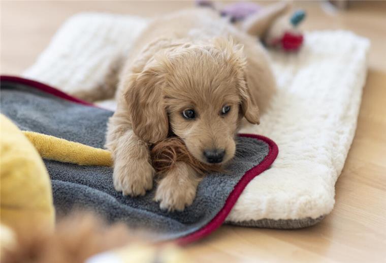 So einfach machst du deinen Hund glücklich: Diese DIY-Spiele wirken Wunder Ein Hundewelpen liegt auf einem Teppich.