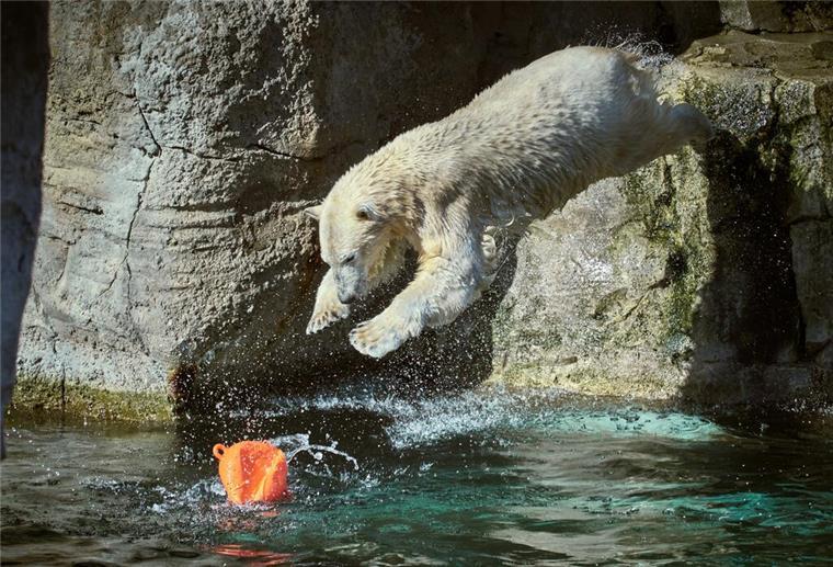 Eisbärin Anna im Bremerhavener Zoo am Meer.
