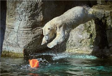 Eisbärin Anna im Bremerhavener Zoo am Meer.