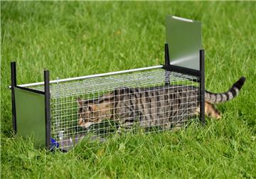 Mit Fallen wie diesen werden freilebende Katzen eingefangen, kastriert und anschließend wieder freigelassen.
