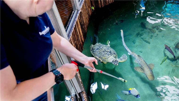 Meeresschildkröte Ernie teilt sich Aquarium-WG mit Haien Mit Haien im großen Haibecken des Aquariums Wilhelmshaven zu schwimmen, macht Meeresschildkröte Ernie nichts aus.