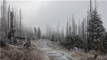Mit Raureif bedeckt ist die Landschaft im Nationalpark Harz am Brocken.