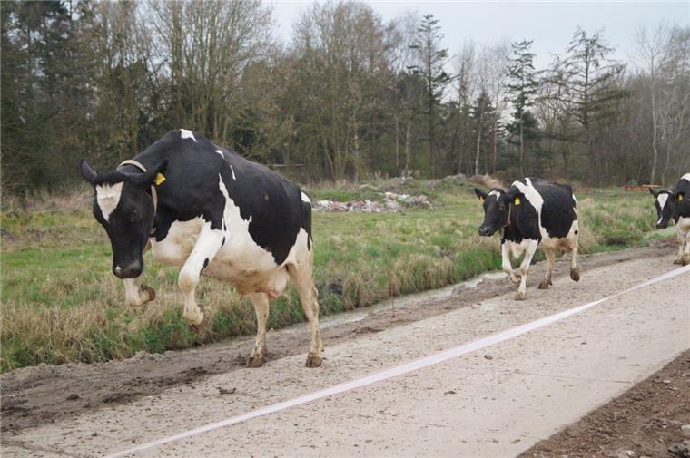 In der Wesermarsch beginnt die Weidesaison Mit Sprüngen auf die Weide: Am Samstag findet auf dem Hof Holthusen der Weideaustrieb statt.