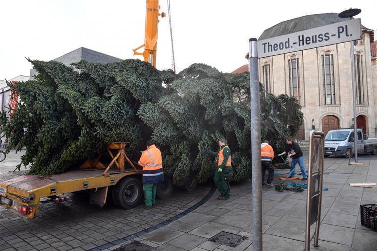 Mit vereinten Kräften wurde der etwa 16 Meter hohe Weihnachtsbaum auf dem Theodor-Heuss-Platz in Bremerhaven aufgestellt.