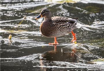 Eine Ente rutscht über einen zugefrorenen Teich