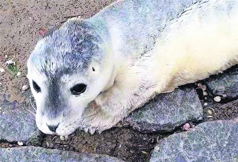 Mitarbeiter der Rettungsstation in Cuxhaven-Döse haben am Sonntag dieses Seehund-Baby am Strand entdeckt.
