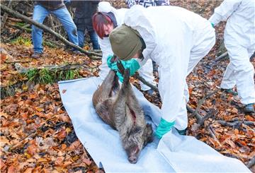 Mitarbeiter eines Veterinäramtes in Sachsen bergen während einer Übung ein totes Wildschwein. Auch im Cuxland ist das Verhalten beim Ausbruch der Afrikanischen Schweinepest geübt worden.