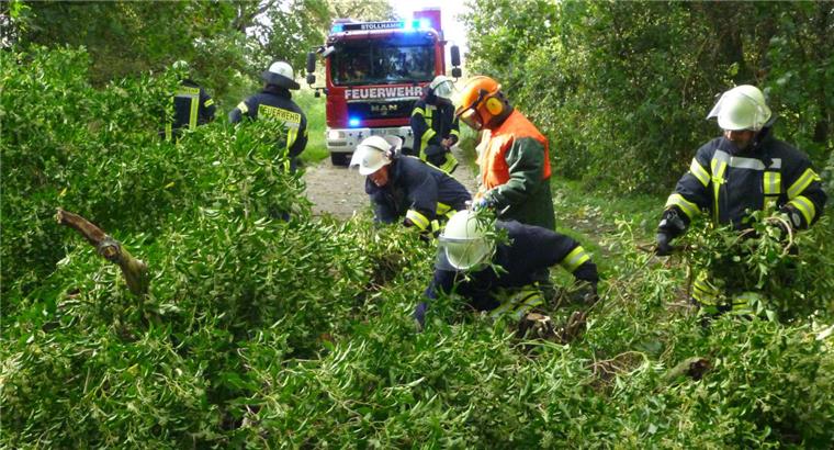 Butjadingen: Herbststürme bescheren der Feuerwehr viel Arbeit Mitte September wehte Sturmtief „Sebastian“ auch über die Gemeinde hinweg – und riss am Mitteldeich diesen Baum aus dem Erdreich. Die Stollhammer Feuerwehrleute holten den grünen Riesen von der Fahrbahn.