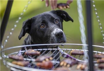 Ein Hund schaut auf einen Grill, auf dem Leckerchen für Hunde liegen.