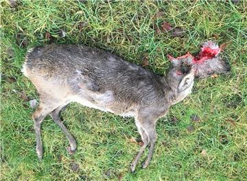 Mitten in Sievern liegt das tote Reh mit durchgebissener Kehle auf der Wiese.