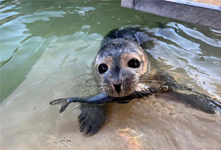 So geht es dem in Bremerhaven geretteten Seehundbaby Fussel jetzt Mittlerweile schnappt er allein nach dem Fisch...