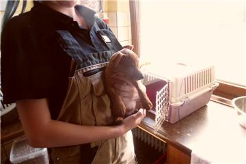 Mittlerweile werden die Welpen im Tierheim versorgt.