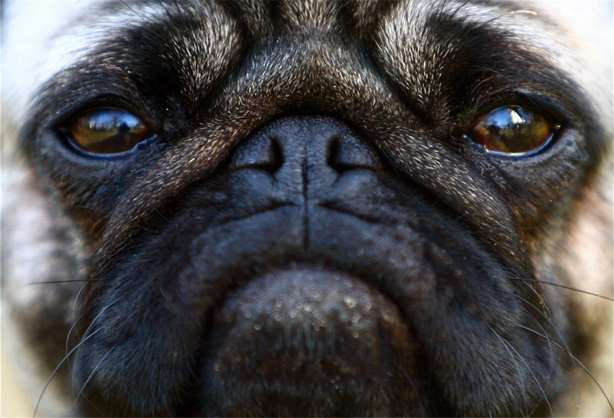 Möpse mit kurzer Schnauze und Glupschaugen sind bei Hundefreunden beliebt. Doch das Leid der Tiere durch extreme Zucht ist groß. Der oder die Tierschutzbeauftragte des Landes Bremen soll sich auch mit dem Thema Qualzucht befassen.