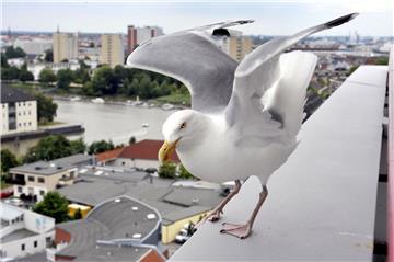 Möwen dürfen in Bremerhaven nicht gefüttert werden, das wissen nur viele Menschen nicht.