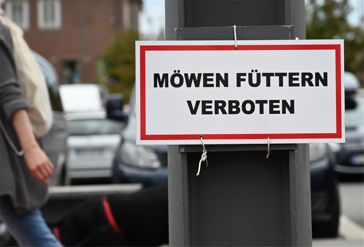 Unliebsame Promenadengäste - Kommunen gehen gegen diebische Möwen vor
"Möwen Füttern verboten" steht auf einem Schild neben einem Restaurantschiff, das am Neuen Hafen unter anderem Fisch und Pommes verkauft. Die Möwen klauen den Gästen öfters mal Teile ihres Menüs.