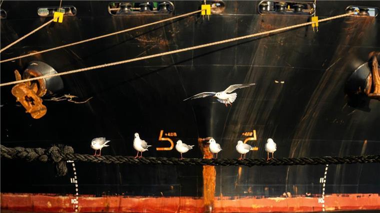 Möwen vor dem Frachtschiff „Polesie“.