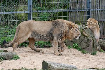 Mollig warm: Der Kölner Zoo hat seinen Löwen eine Fußbodenheizung spendiert. 
