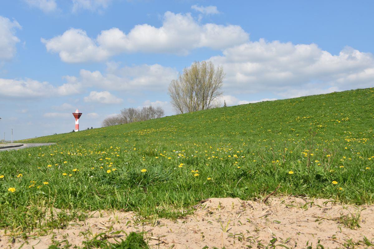 Naturfreundin ärgert sich über gemähte Wiesen am Deich in Sandstedt Momentan noch voller Blumen - doch die Wiesen auf dem Deich bei Sandstedt wird regelmäßig gemäht.